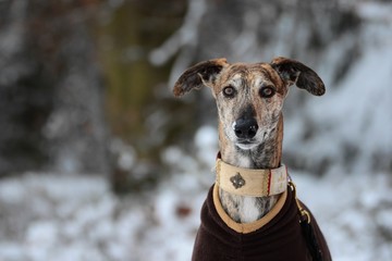 Galgo