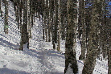 h^traie enneigée, Auvergne