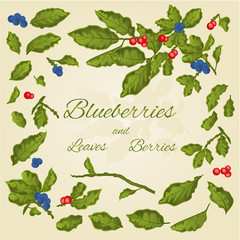 Naklejka premium Blueberries leaves and berries vector
