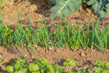 Leek growing in the garden