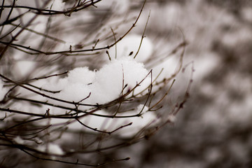Fototapeta na wymiar snowy branch