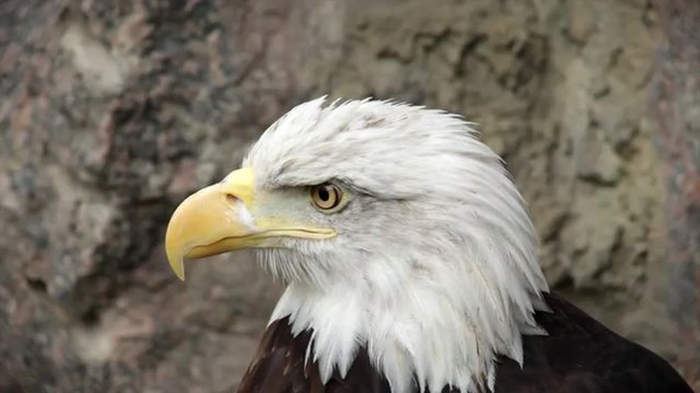 The head and shoulders of a bald eagle, haliaeetus leucocephalus, side view on the rocky background. American eagle, US national character in the amazing full HD footage.
