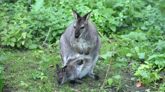 A forest wallaby female, Dendrolagus bennettianus, standing on green grass background with her kid in the baby carrier. Australian marsupial animal, Bennett's tree kangaroo.