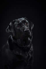  portrait dog breed black labrador on a studio