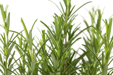 Fototapeta premium Branches of rosemary on a white background