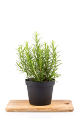 rosemary inside a black pot