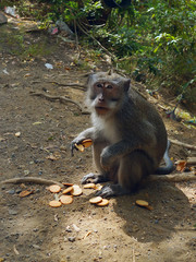 Monkey with cookies