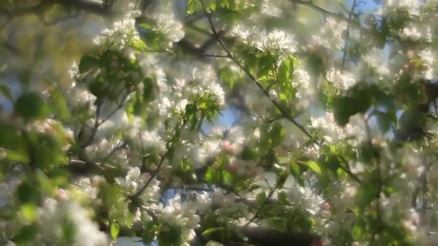 Pan of fantasy sunlit pear tree with excellent pink and white blossom, shining on garden foggy background in fairy tale style for dreamlike mood. Adorable view of lyric nature in amazing HD clip.
