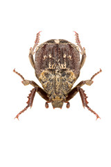 Scarab beetle Valgus hemipterus female isolated on white background, dorsal view.