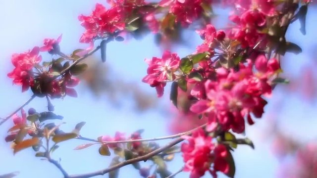 Fantasy sunlit apple twigs with  fragrant red blossom, waving in the wind on blue sky foggy background. Adorable view of lyric nature in amazing HD clip. Wonderful footage for excellent design.
