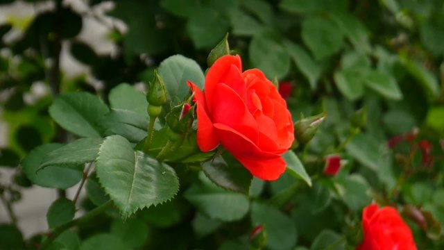 shrub with red rose