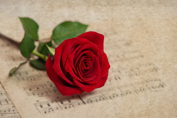 Obraz premium Red rose flower and music notes sheet. Grungy texture