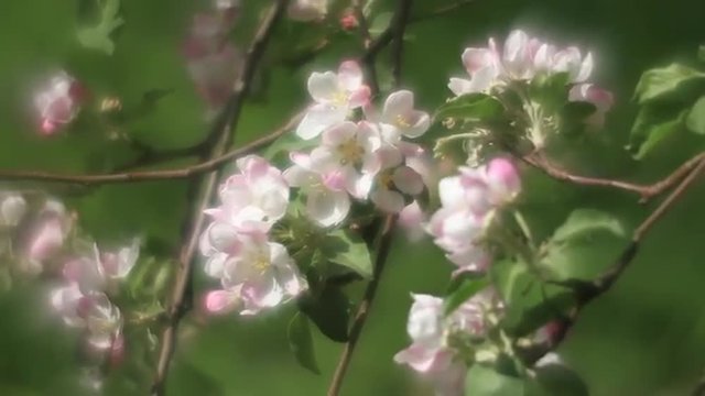 Fantasy apple twigs with pink and white blossom, waving on soft green background in fairy tale style. Adorable view of lyric nature in amazing full HD clip. Wonderful footage for excellent design.