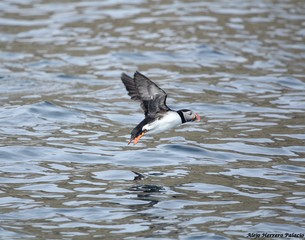 Wildlife in Iceland...