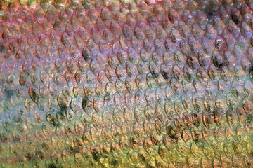 Scales of fish close up