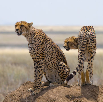 Two cheetahs on the hill in the savannah. Kenya. Tanzania. Africa. National Park. Serengeti. Maasai Mara. An excellent illustration.