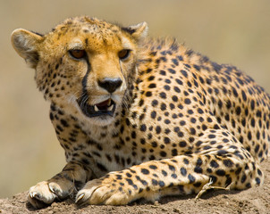 Portrait of a cheetah. Close-up. Kenya. Tanzania. Africa. National Park. Serengeti. Maasai Mara. An excellent illustration.