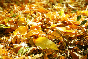 Autumn leaves background