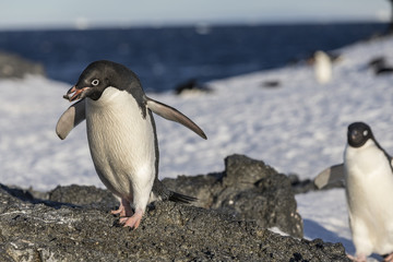 Ad&eacute;lie Penguin.
