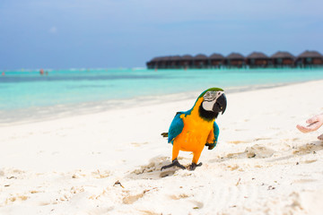 Wild colorful bright parrot on white sand at tropical island in the Indian Ocean