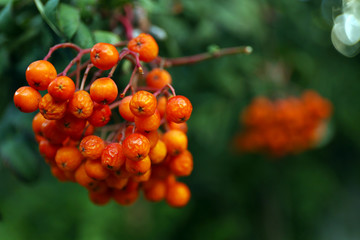 Branch of ash berry closeup