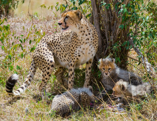 Mother cheetah and her cubs in the savannah. Kenya. Tanzania. Africa. National Park. Serengeti. Maasai Mara. An excellent illustration.