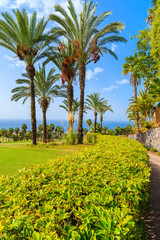 Palm trees in tropical garden on Tenerife island, Spain