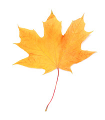 Naklejka na ściany i meble Autumn maple leaf isolated on white background