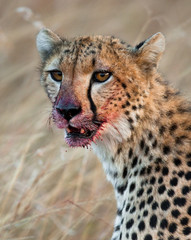 Portrait of a cheetah. Close-up. Kenya. Tanzania. Africa. National Park. Serengeti. Maasai Mara. An excellent illustration.