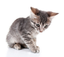 Cute little grey kitten, isolated on white