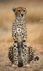 Cheetah sitting in the savanna. Close-up. Kenya. Tanzania. Africa. National Park. Serengeti. Maasai Mara. An excellent illustration.