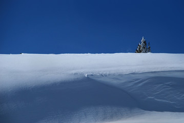 A tree on the snow horizon