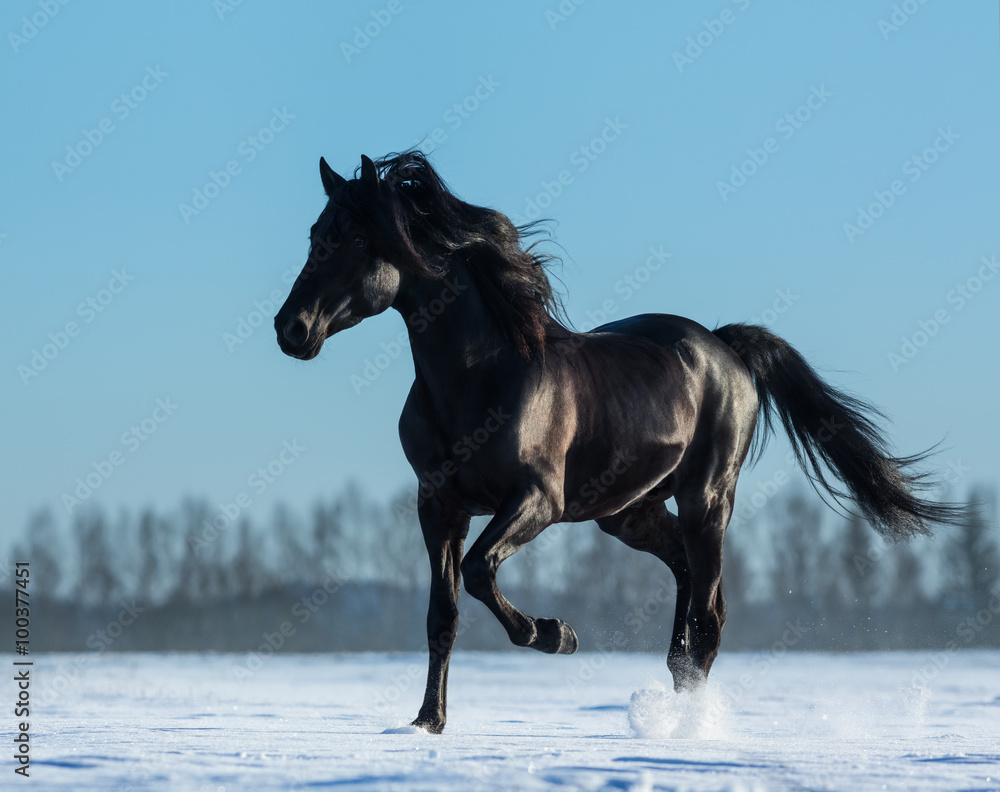 Sticker pure bred spanish black stallion trotting on snow meadow