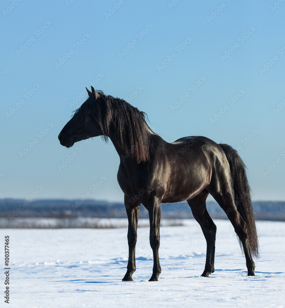 Canvas Prints pure bred spanish black stallion costs on snow meadow