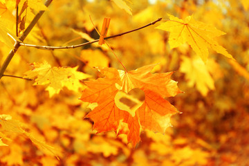 Fototapeta na wymiar Autumn leaf with heart, outdoors