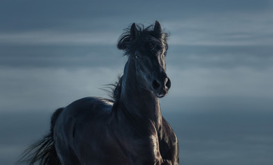 Pure Bred Spanish black stallion - portrait in motion
