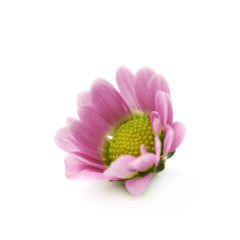 Single chrysanthemum flower bud isolated