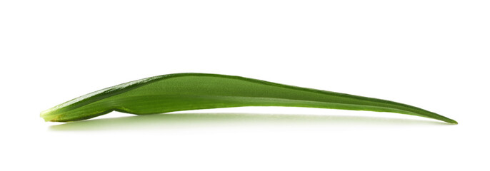 Fototapeta premium Single green chrysanthemus leaf isolated