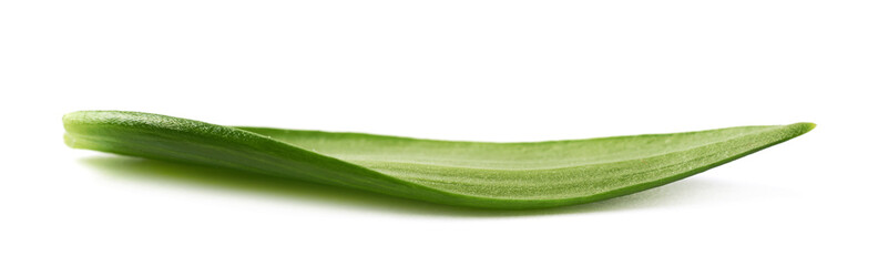 Single green chrysanthemus leaf isolated