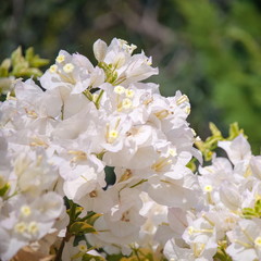 Bougainvillea Flower