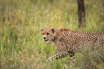 Cheetah in the savanna. Close-up. Kenya. Tanzania. Africa. National Park. Serengeti. Maasai Mara. An excellent illustration.
