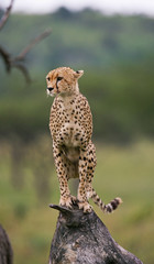 Cheetah sits on a tree in the savannah. Kenya. Tanzania. Africa. National Park. Serengeti. Maasai Mara. An excellent illustration.