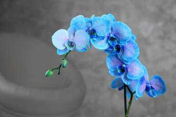 Fototapeta na wymiar Beautiful blue orchid on the floor in the room, close up