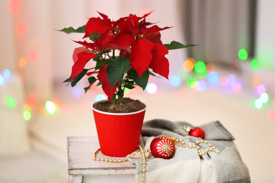 Christmas flower poinsettia on holiday interior