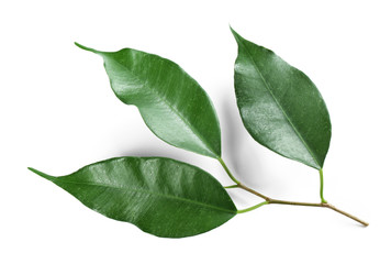 Fototapeta premium Green leaf isolated on white