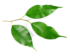 Obraz premium Green leaf isolated on white