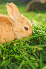 Hungry orange rabbit eating