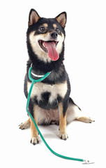 Siba inu with stethoscope isolated on white