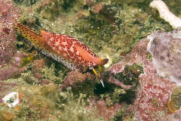 Fototapeta na wymiar Sea slug nudibranch at California reef