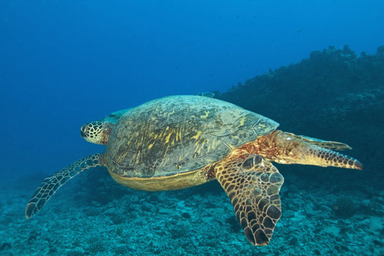 Turtle swimming at Hawaii coral reef